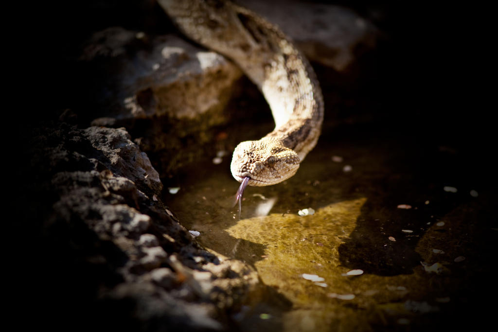 Mokuti Etosha Βίλα Namutoni Εξωτερικό φωτογραφία