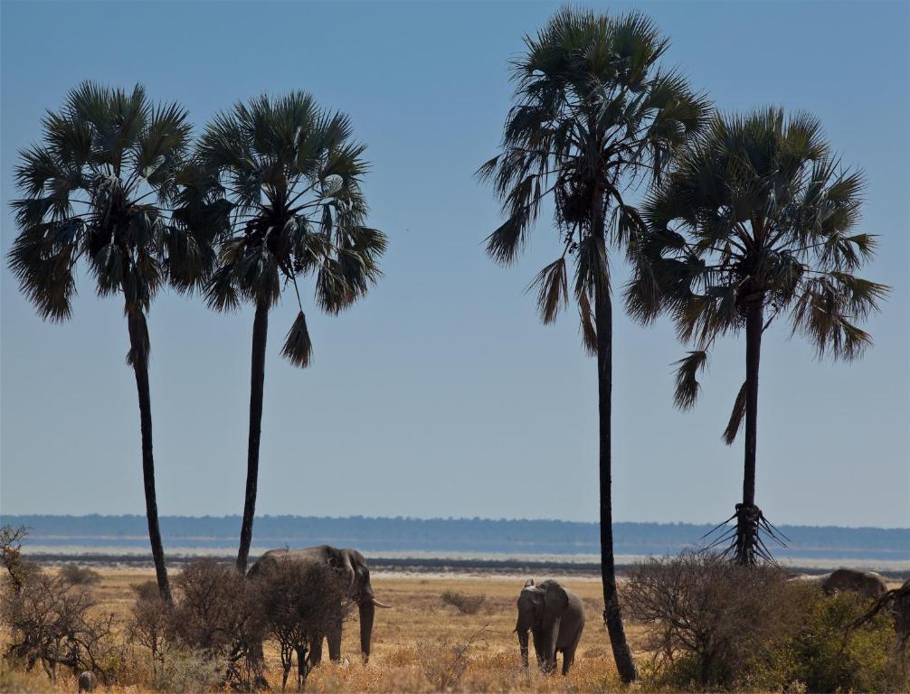 Mokuti Etosha Βίλα Namutoni Εξωτερικό φωτογραφία