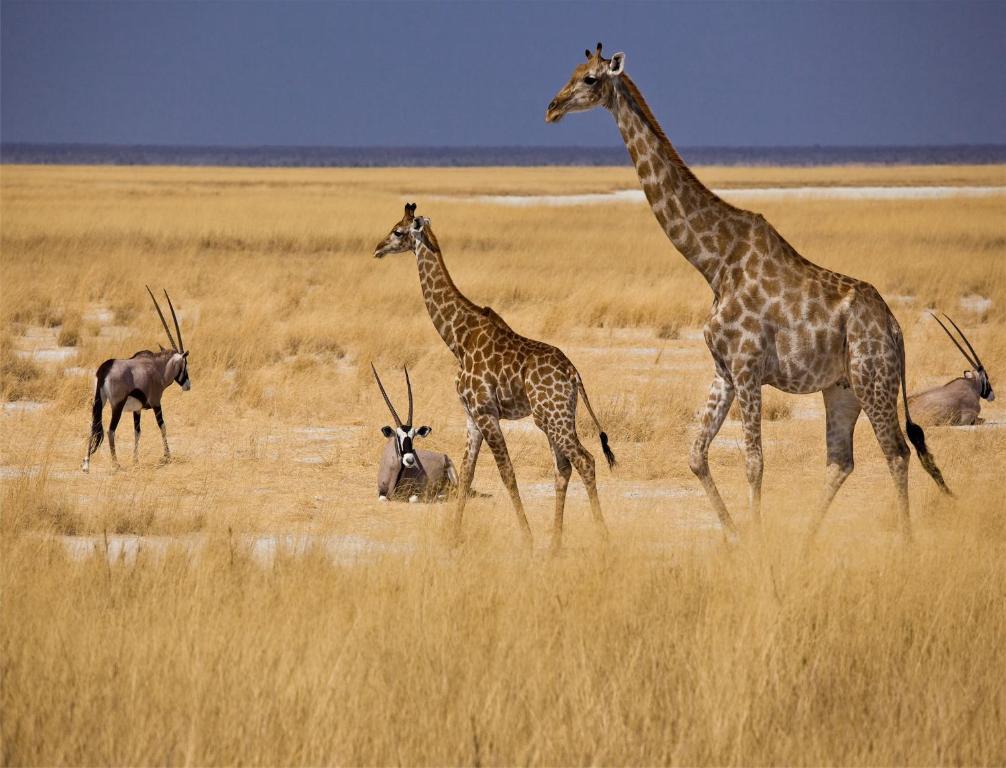 Mokuti Etosha Βίλα Namutoni Εξωτερικό φωτογραφία
