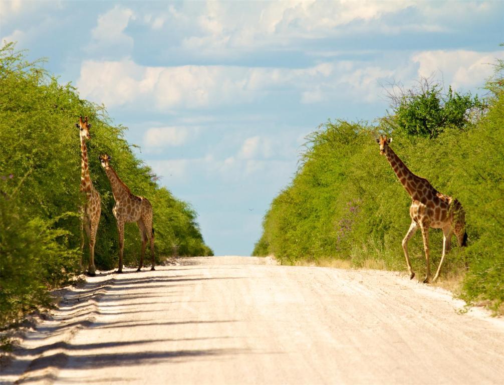 Mokuti Etosha Βίλα Namutoni Εξωτερικό φωτογραφία